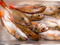 PESCA XXI (20)